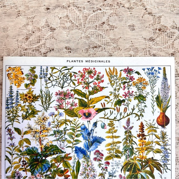 Vintage French Herbal Medicine Floral Scientific Chart Print 8x10 - Picture 2 of 6